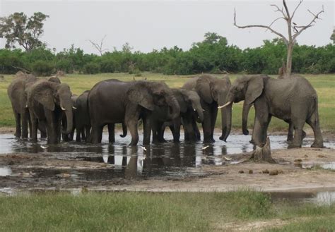 Elephant Car Insurance Telephone