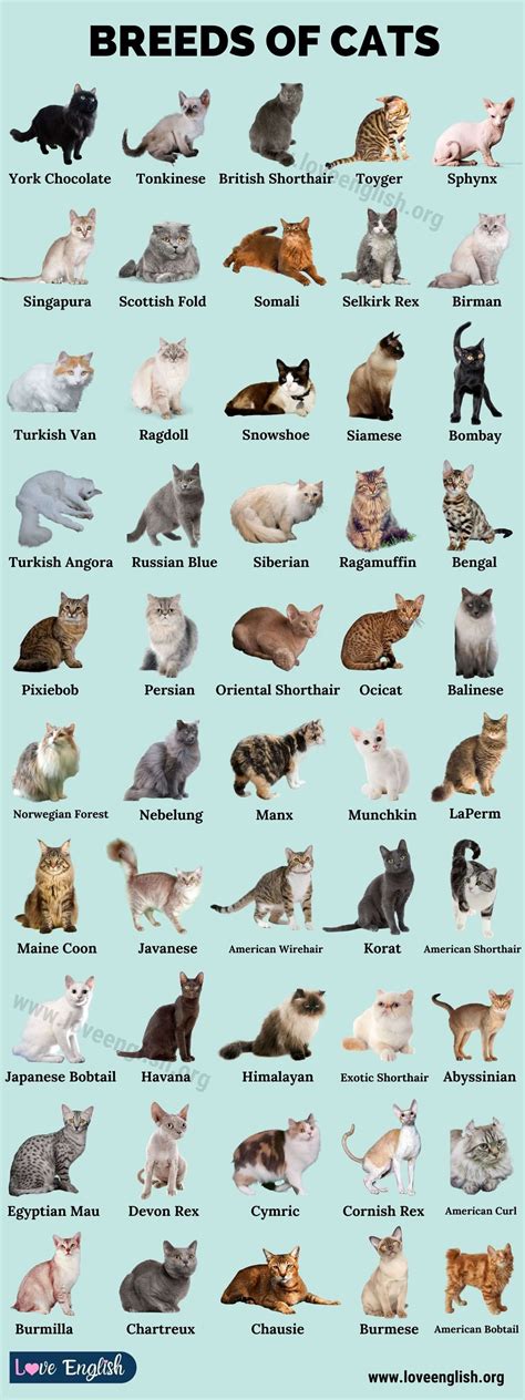 Cat Breeds Best Breeds Of Cats That Fit Your Lifestyle Love