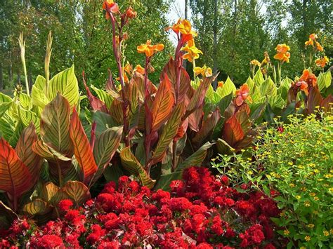 How To Use Canna Lily In The Garden Hgtv