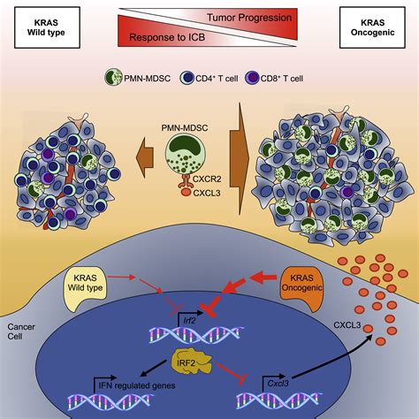 Oncogenic Kras Drives Immune Suppression In Colorectal Cancer Cancer Cell