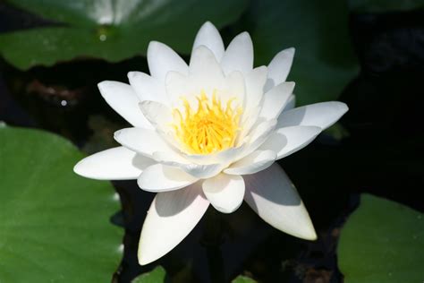 Water Lily Wallpapers Images Photos Pictures Backgrounds
