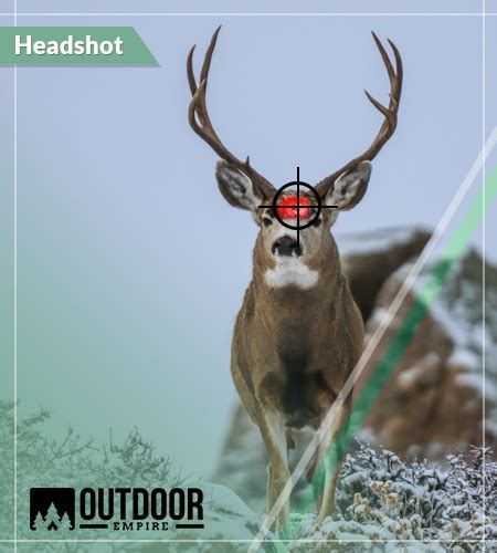 Where To Shoot A Deer A Deer 6 Kill Zone Shot Placements W Graphics