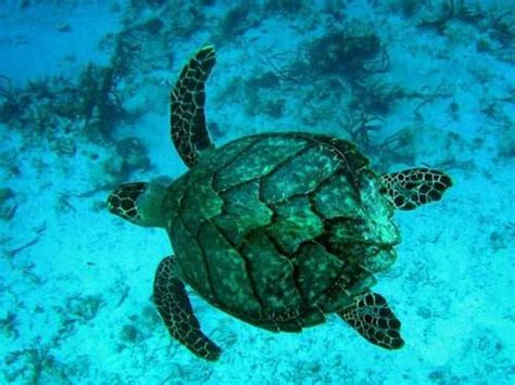 Found in the warm ocean waters of the atlantic, indian and pacific hawksbill sea turtles are more commonly found in the locality of coral reef formations. Hawksbill Sea Turtle Spotlight | Discover Hidden Panama