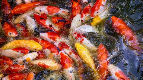 Beautiful Koi Fish Picture And Hd Photos Free Download On Lovepik