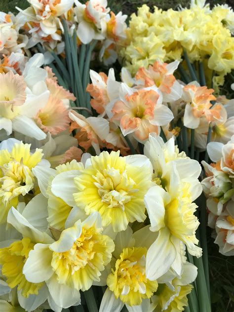 Daffodils Grown At Vertgen Farms April Flowers Flowers Daffodils