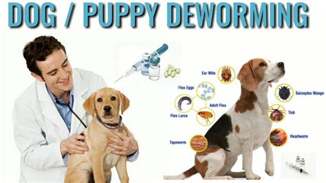 When To Deworm Puppies All You Need To Know About Dog Worms And