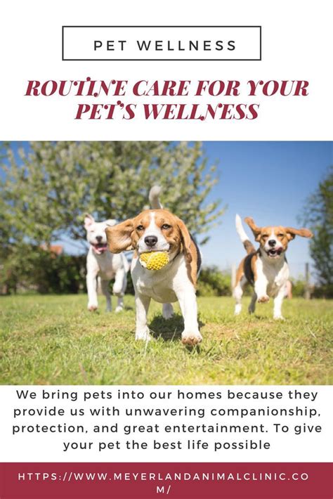 At ocotillo animal clinic & pet resort, we will always strive to provide the highest quality care. Pet Wellness Houston - Animal Hospital - Veterinary Clinic ...