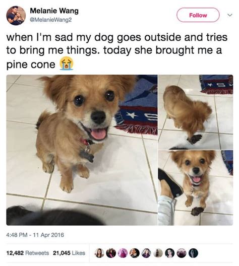 50 Tweets Youre Gonna Love If You Have A Dog Or Know A Dog In 2020