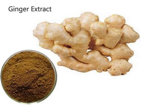 Ginger Extract At Best Price In New Delhi By Hiya India Biotech Pvt