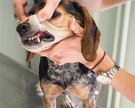 The windsor animal clinic strives to provide a warm and caring touch through our experienced staff in servicing all of your pet's veterinary medical needs where obtaining optimal patient health and well being with great client satisfaction being our primary goal. Home - The Windsor Animal Clinic