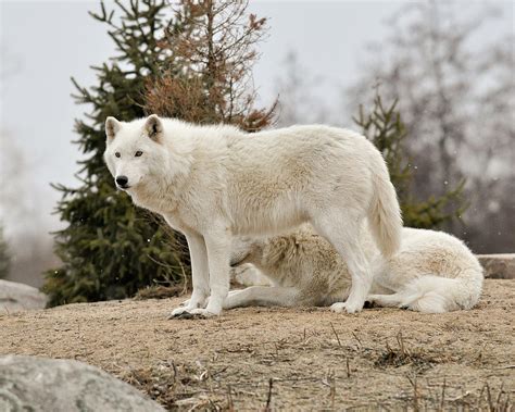 The Arctic Wolf Animals Lover