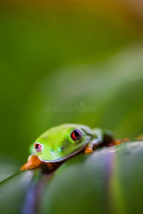 Colorful Exotic World Frog Stock Image Image Of Mystery Little
