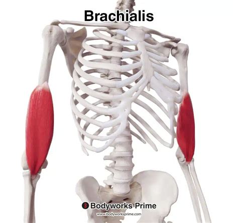 Brachialis Muscle Anatomy Bodyworks Prime