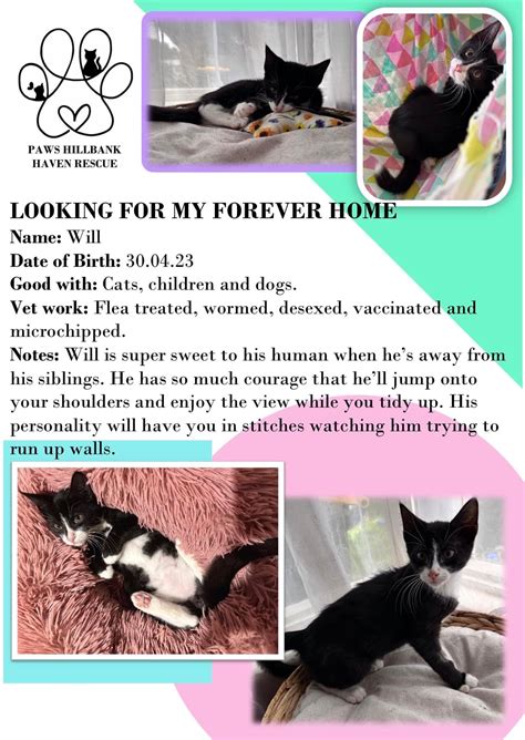 Domestic Shorthair - Hillbank - PetsForHomes
