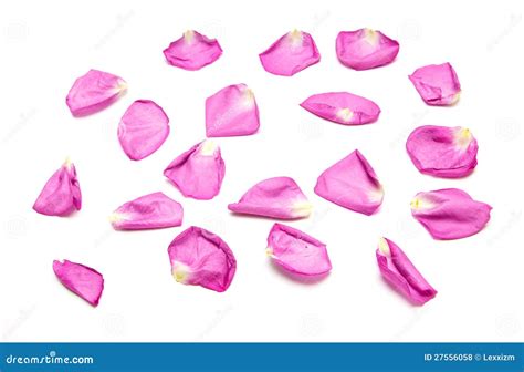 Pink Rose Petals Stock Photo Image Of Pattern Celebration 27556058