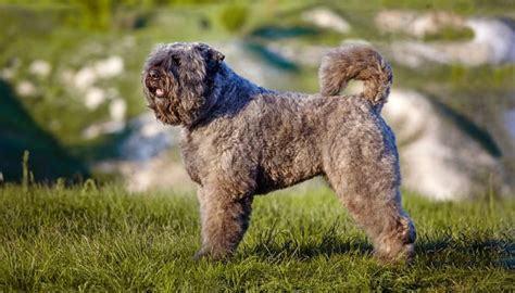 38 Non Shedding Dog Breeds Recommended For Allergic People