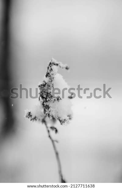 Frozen Winter Wonderland Day On Farm Stock Photo 2127711638 Shutterstock