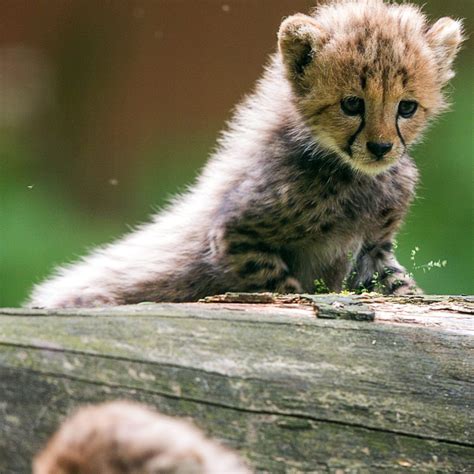 Top 151 Images Of The Cutest Animals In The World