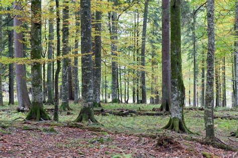 Forest Scenery In Austria Stock Image Image Of Bole 103949725