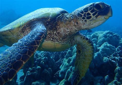 Olive ridleys are considered the most abundant sea turtle in the world. Costa Rica Turtles - Nesting times and when to Visit!