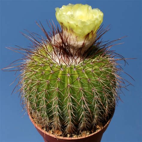See more ideas about cactus, cacti and succulents, succulents. Notocactus schumannianus nigrispinus