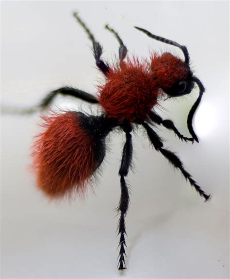 Filevelvet Ant Wikimedia Commons