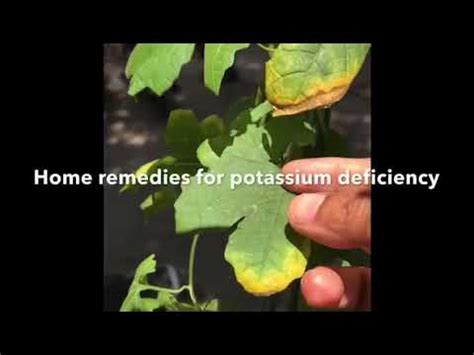 How to treat potassium deficiency in plants 