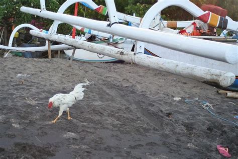 Bali White Cock On Lipah Beach Amed Peter Connolly Flickr