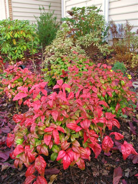 Nandina Firepower Companion Plants