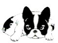 French bulldog information including personality, history, grooming, pictures, videos, and the akc breed standard. French Bulldog Puppies for Sale | Minneapolis, MN Breeders ...