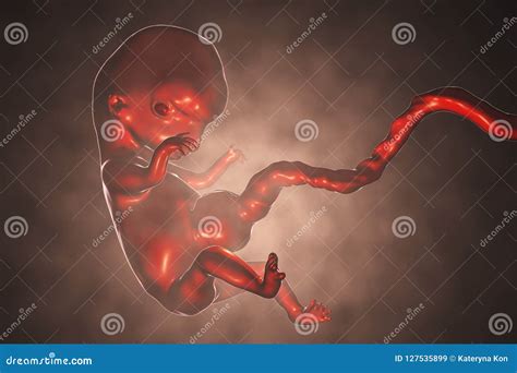 8 Weeks Human Embryo Stock Illustration Illustration Of Science