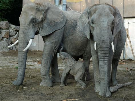 Pittsburgh Zoo Plays Part In African Elephant Artificial Insemination