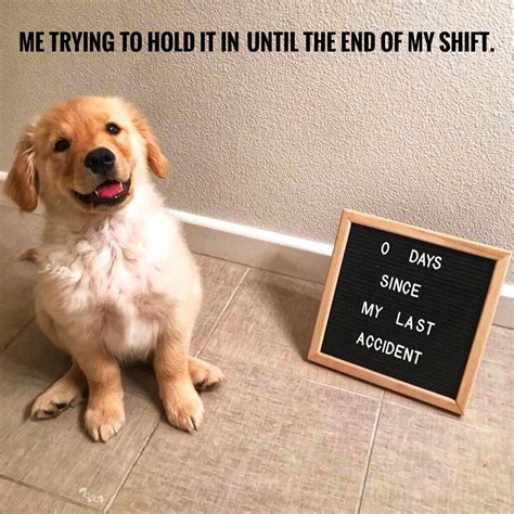 Cute Dog Memes Quick Turnover Rmemeeconomy