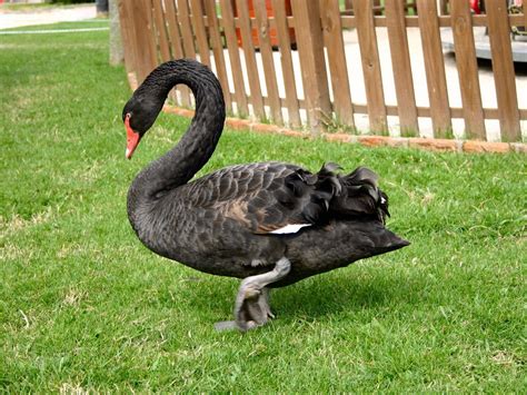 Black Swan Free Photo Download Freeimages