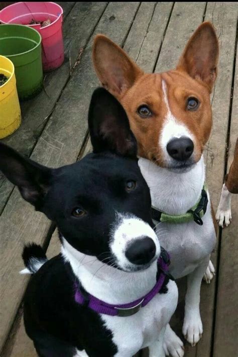 Were On Alert Basenji Dogs Basenji Puppy Beautiful Dogs