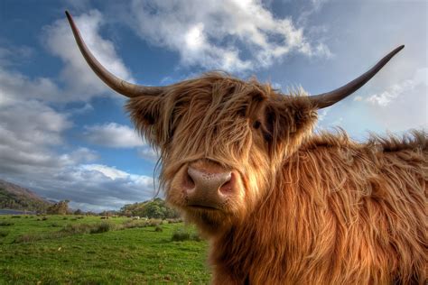 Curious Highland Cow Trossachs Scotland Wildlife In Photography