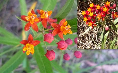 Once it is established it can spread from its rhizomatous root system. Tropical Scarlet Milkweed Asclepias Curassavica ...