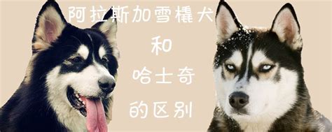 3 007 просмотров • 22 янв. 阿拉斯加雪橇犬和哈士奇的区别_小可爱宠物网