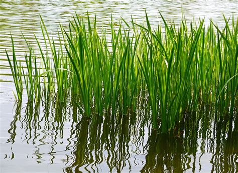 Water Reeds Flickr Photo Sharing