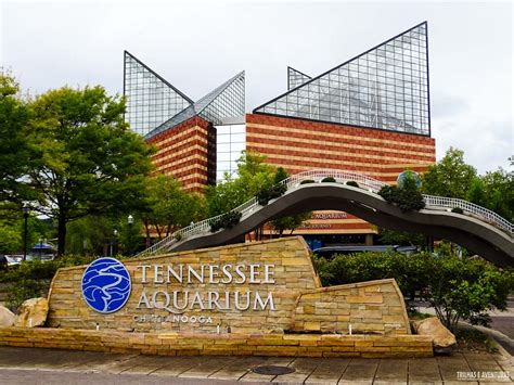 Tennessee Aquarium Em Chattanooga Viagens Possíveis