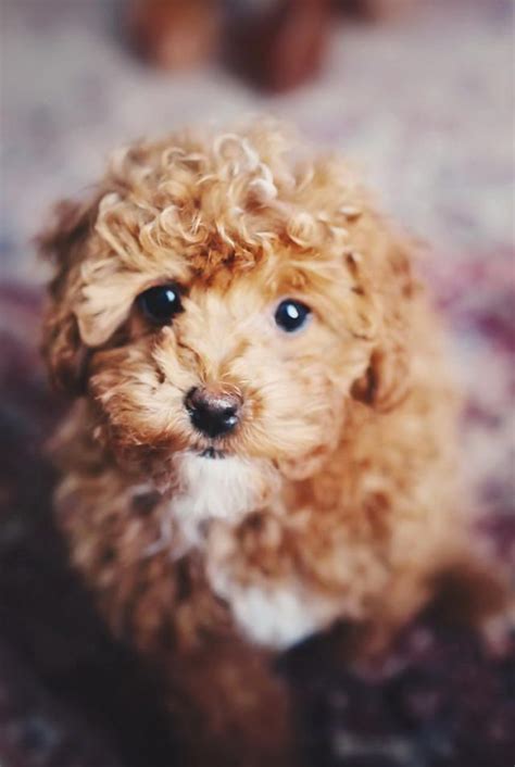 What A Cute Curly Dog Animals Cute Dogs Puppy Wallpaper