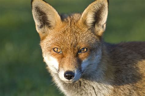 Red Fox Senses Wildlife Online