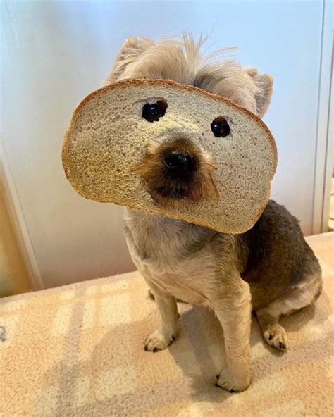 Can Dogs Eat Wheat Bread What Will Happen When They Do The Goody Pet