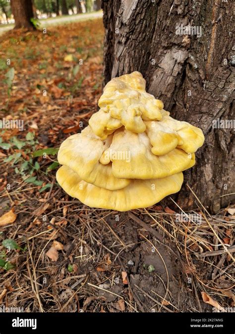 Tree Fungus Yellow Hi Res Stock Photography And Images Alamy
