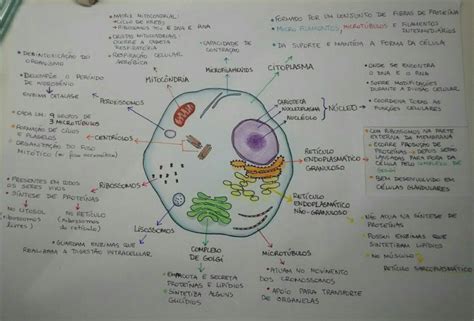 Mapa Mental Celula Eucariota Mema