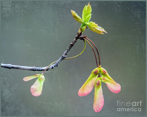 Maple Seeds Photograph By Cheryl Marie Fine Art America