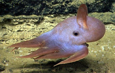 The Rare Dumbo Octopus Grimpoteuthis Owlcation