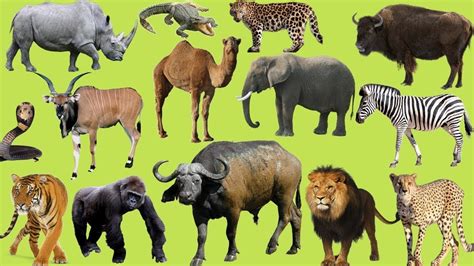TELUGU:Learn Wild animals in Telugu and English/జంతువులు/Playful learn