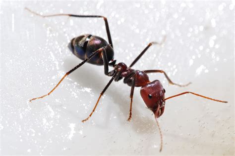 A Formiga Tem E é Maior Que O Boi