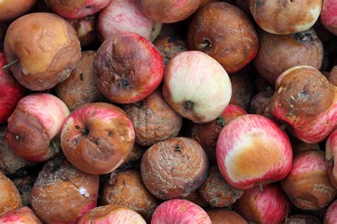 Scientists turn rotten apples into highly efficient batteries ...